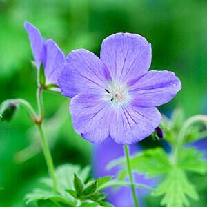 JOHNSON'S BLUE CRANESBILL (GERANIUM HYBRID 'JOHNSON'S BLUE')
