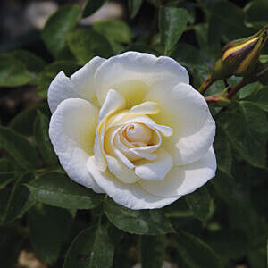 J.P. CONNELL ROSE (ROSA  'J.P. CONNELL')