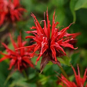 JACOB CLINE BEEBALM (MONARDA 'JACOB CLINE')