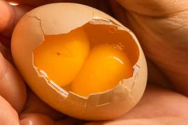 AgriBloom Table Eggs-Jumbo AgriBloom Table Eggs-Jumbo