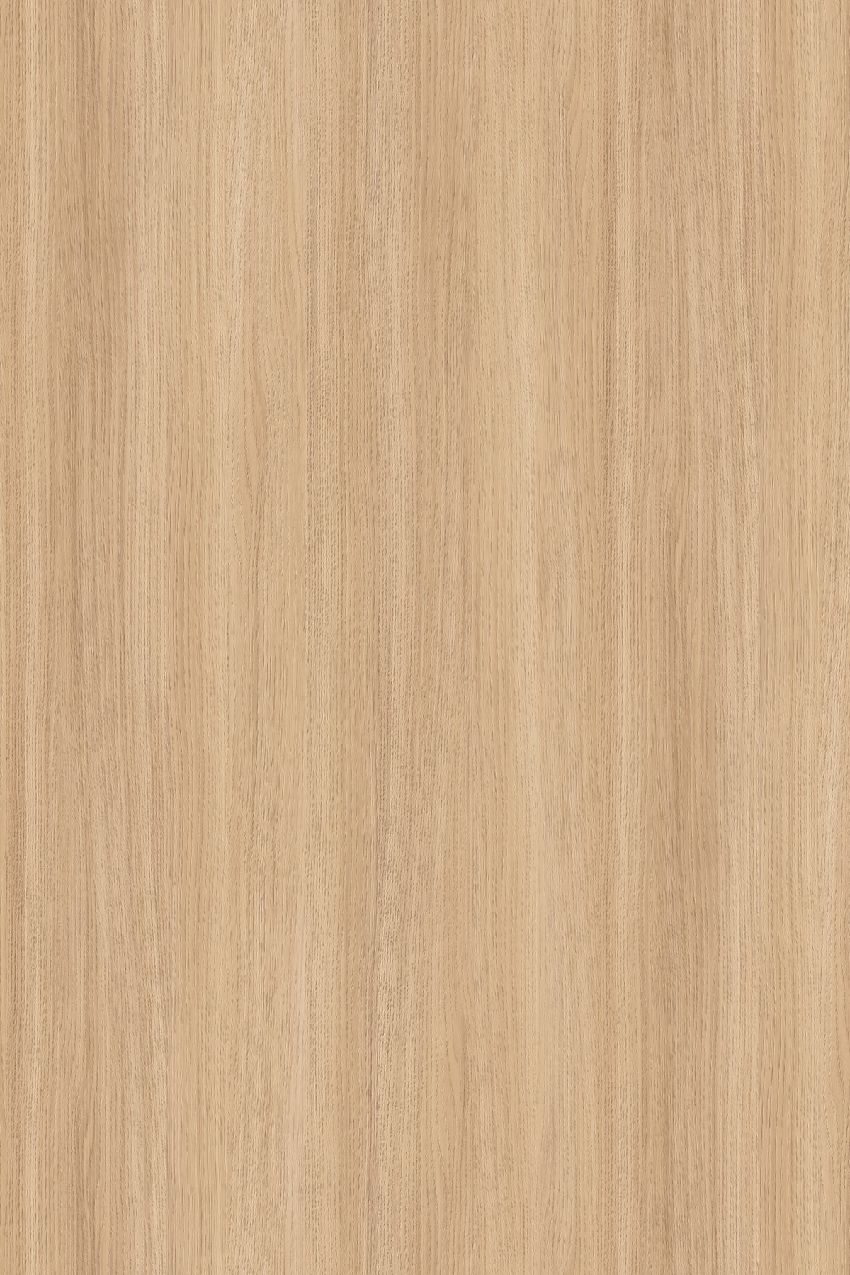 SAND BARBERA OAK