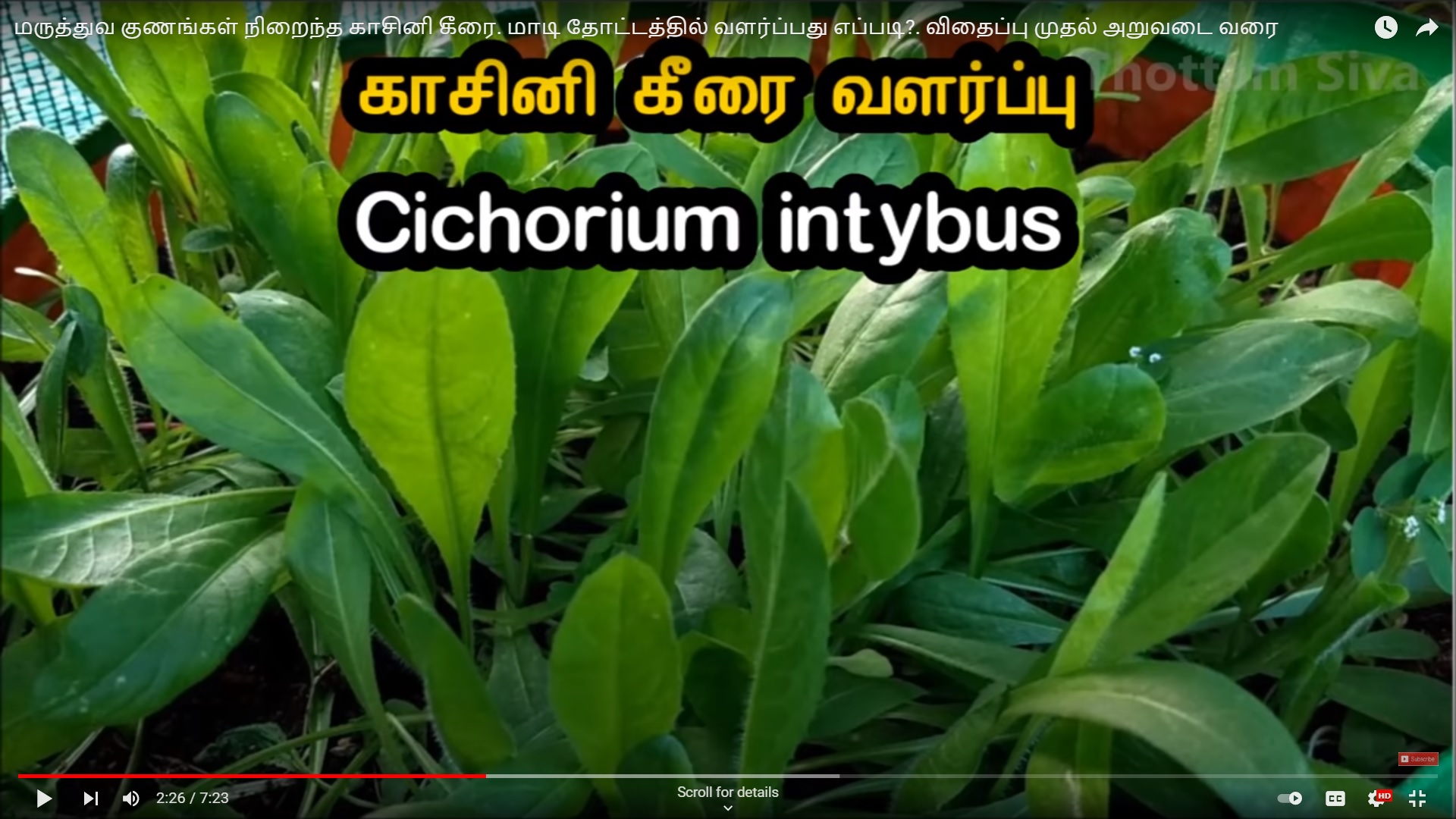 KASINI KEERAI ( CHICORY LEAVES ) ( காசினி கீரை)