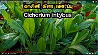 KASINI KEERAI ( CHICORY LEAVES ) ( காசினி கீரை)