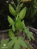 Kasthuri Okra | கஸ்துரி வெண்டை