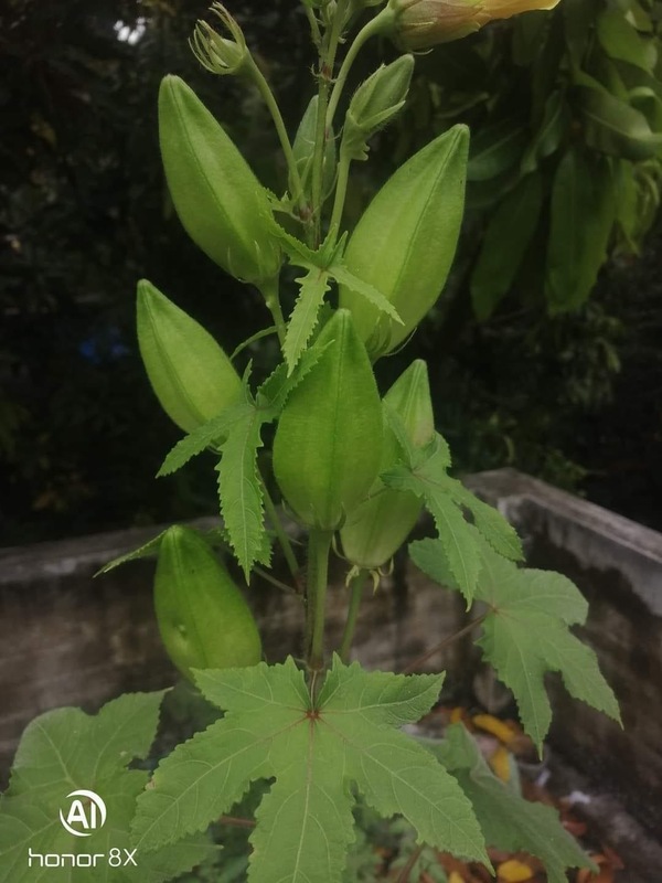 Kasthuri Okra | கஸ்துரி வெண்டை