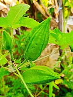 Kasthuri Okra | கஸ்துரி வெண்டை