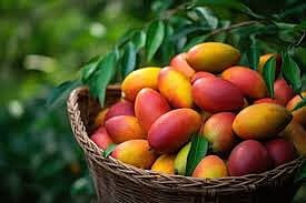 MANGO APPLE PER KG