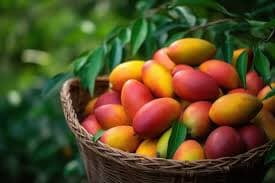 MANGO APPLE PER KG