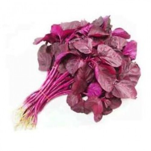 MULAI KEERAI RED ( AMARANTHUS )