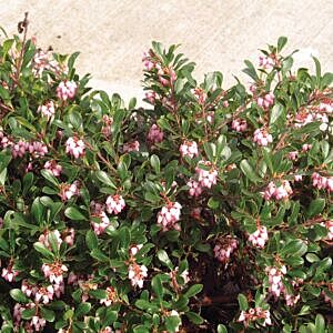 KINNIKINNICK / BEARBERRY (ARCTOSTAPHYLOS UVA-URSI)