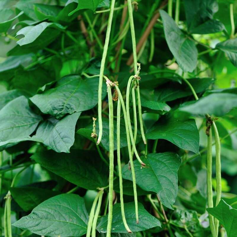 COWPEA VINE - KODI KARAMANI | கொடி காராமணி