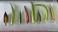 Ladies Finger - Long Paruman ( பச்சை பருமன் நீள வெண்டை)