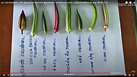 Ladies Finger - Long Paruman ( பச்சை பருமன் நீள வெண்டை)