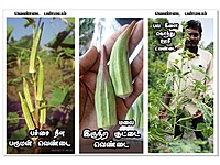 Ladies Finger - Long Paruman | பச்சை பருமன் நீள வெண்டை