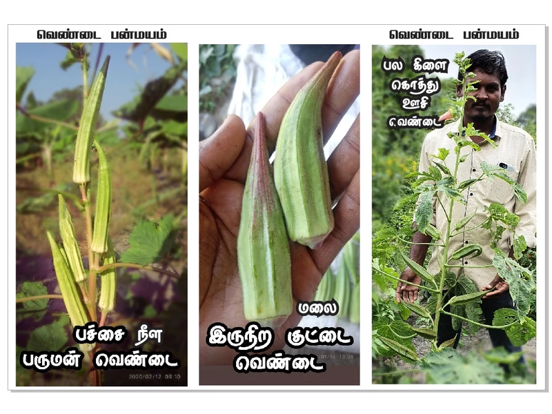 Ladies Finger - Long Paruman | பச்சை பருமன் நீள வெண்டை