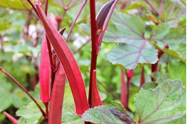 Multi Branch Red Okra(பலகிளை சிகப்பு வெண்டை)
