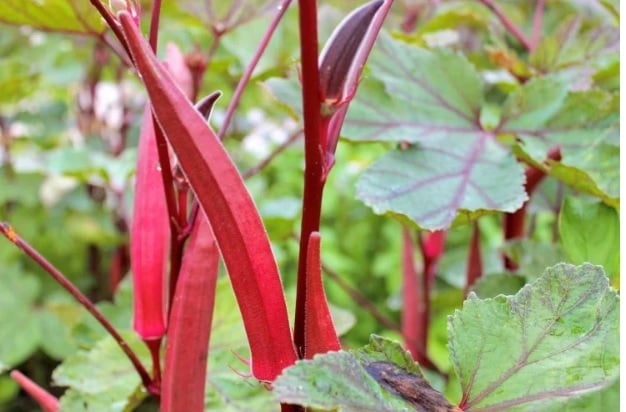 Multi Branch Red Okra(பலகிளை சிகப்பு  வெண்டை)