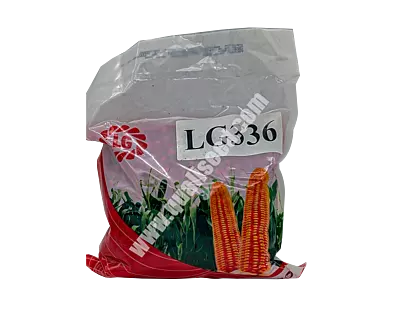 YELLOW MAIZE LG 336