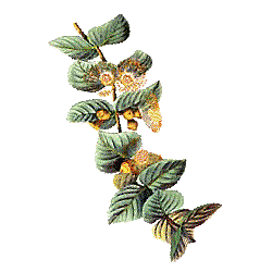 Eucalyptus citronné