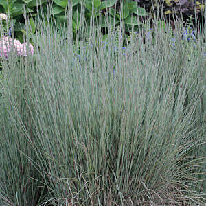 LITTLE BLUESTEM GRASS (SCHIZACHYRIUM SCOPARIUM)