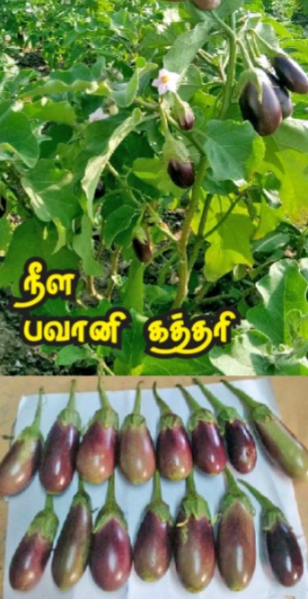 LONG BHAVANI BRINJAL(நீட்டு பவானி கத்திரி)