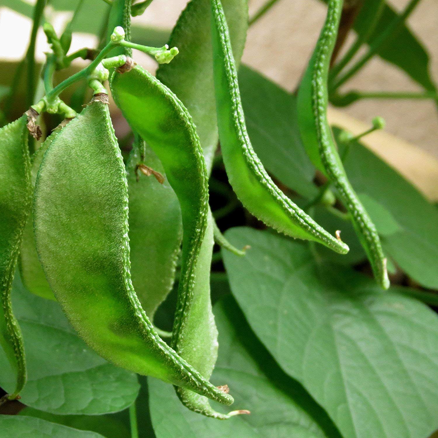 Lablab Bush (செடி அவரை)