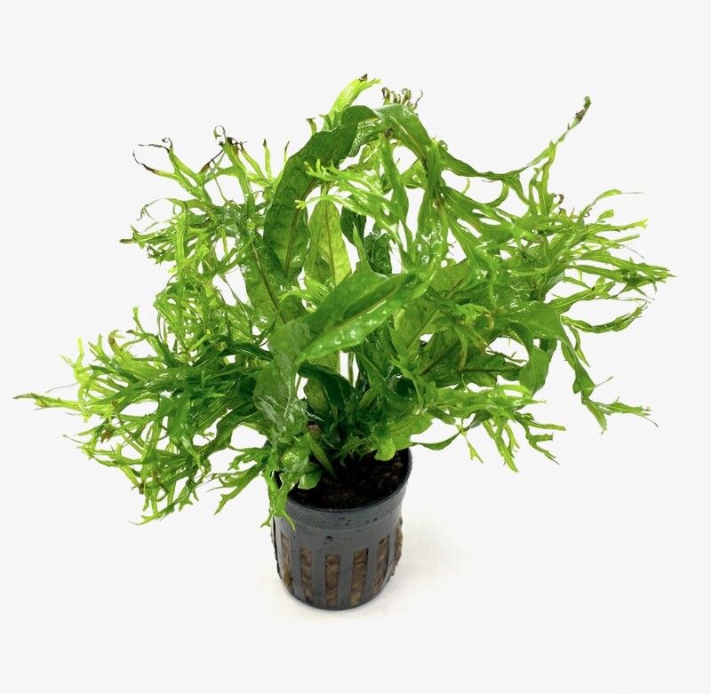 Lace Java fern