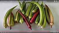 Ladies Finger - Long Paruman ( பச்சை பருமன் நீள வெண்டை)