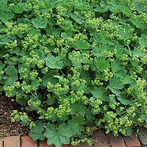 LADYS MANTLE (ALCHEMILLA MOLLIS)