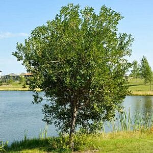LAUREL LEAF WILLOW (SALIX PENTANDRA)