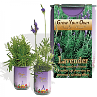Lavender Herb Growing Kit