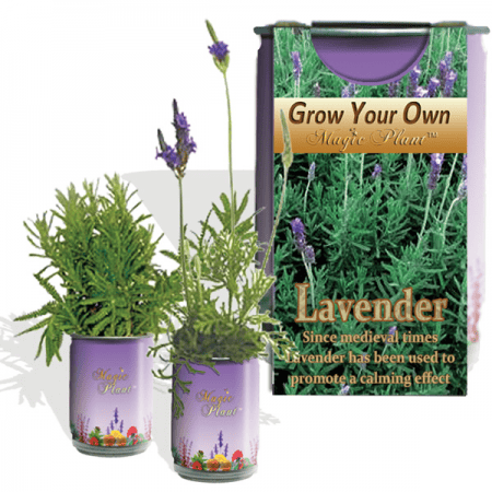Lavender Herb Growing Kit