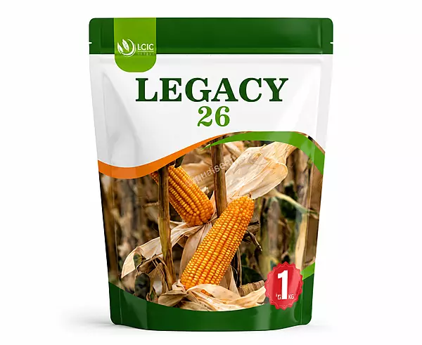 YELLOW MAIZE LEGACY 26