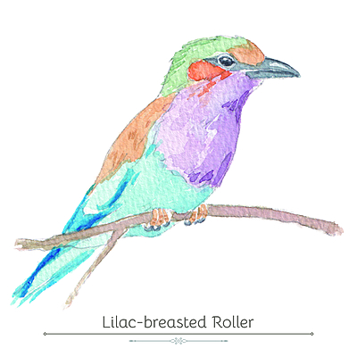 Lilac-Breasted Roller Product Display Card