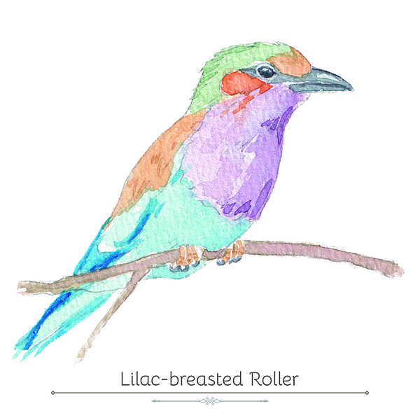 Lilac-Breasted Roller Product Display Card