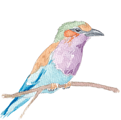 Purple-breasted Roller