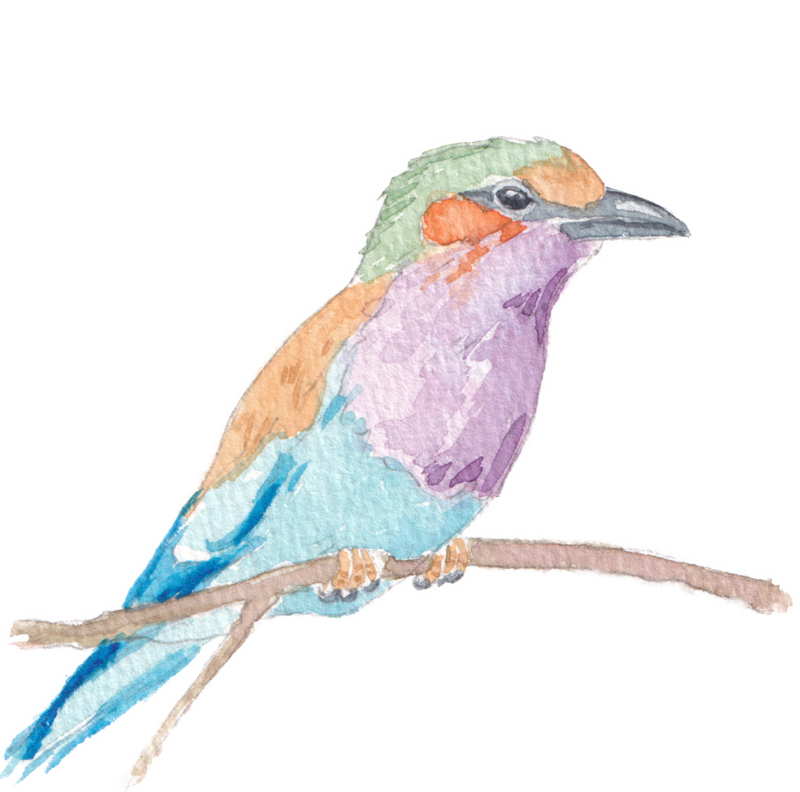 Purple-breasted Roller