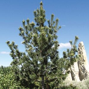 LIMBER PINE (PINUS FLEXILIS)
