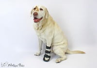 Ferula Pata Delantera Para Perro Walkin’ Front Splint de Handicapped Pets