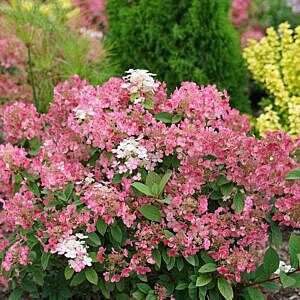 LITTLE QUICK FIRE® HYDRANGEA (HYDRANGEA PANICULATA LITTLE QUICK FIRE)