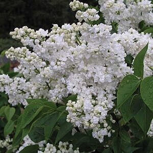 MADAME LEMOINE FRENCH LILAC (SYRINGA VULGARIS 'MME.LEMOINE')