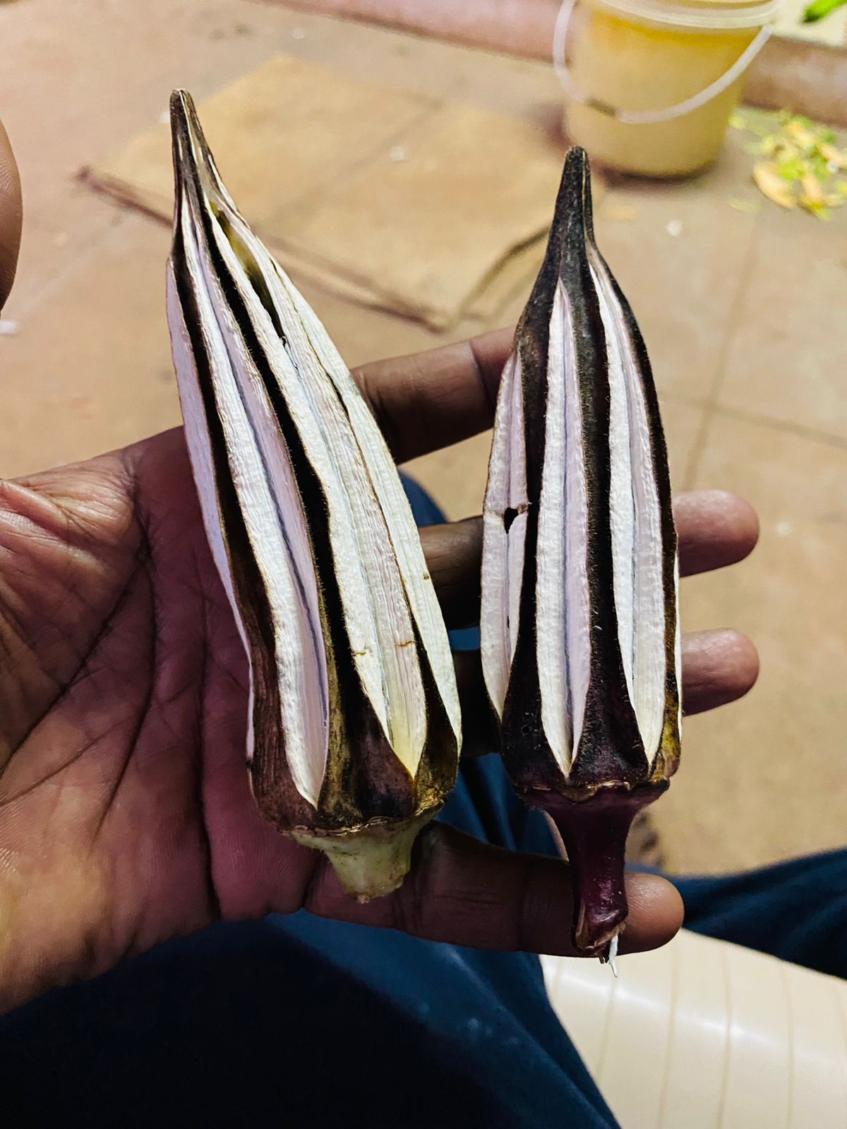 MALAI VENDAI - HILL LADIES FINGER (மலை வெண்டை )