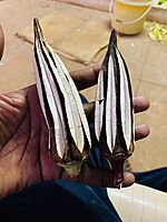 MALAI VENDAI - HILL LADIES FINGER (மலை வெண்டை )