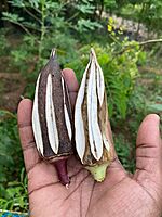 MALAI VENDAI - HILL LADIES FINGER (மலை வெண்டை )