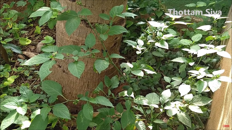 MANATHAKKALI BLACK NIGHT SHADE (மணத்தக்காளி கீரை)