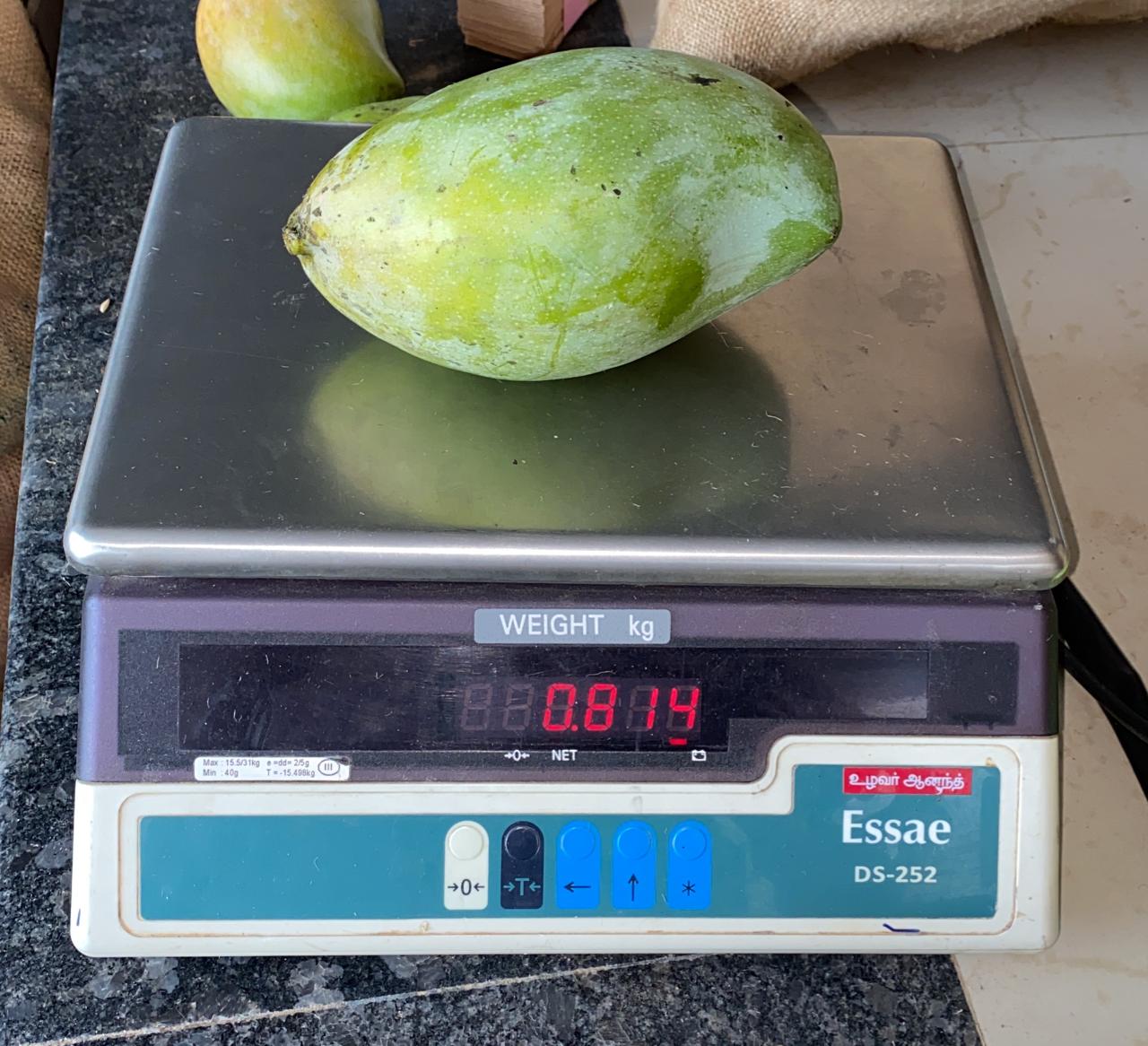 Mango - Kilimooku