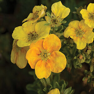 MANGO TANGO® POTENTILLA (POTENTILLA FRUTICOSA 'UMAN' PBR0755, PP12258)