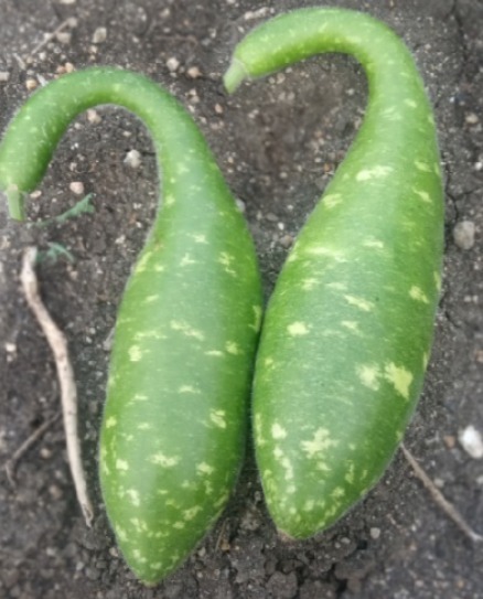 Peacock Neck BottleGourd _ மயில் கழுத்து சுரைக்காய்