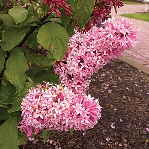 MISS CANADA PRESTON LATE LILAC (SYRINGA PRESTONIAE 'MISS CANADA')