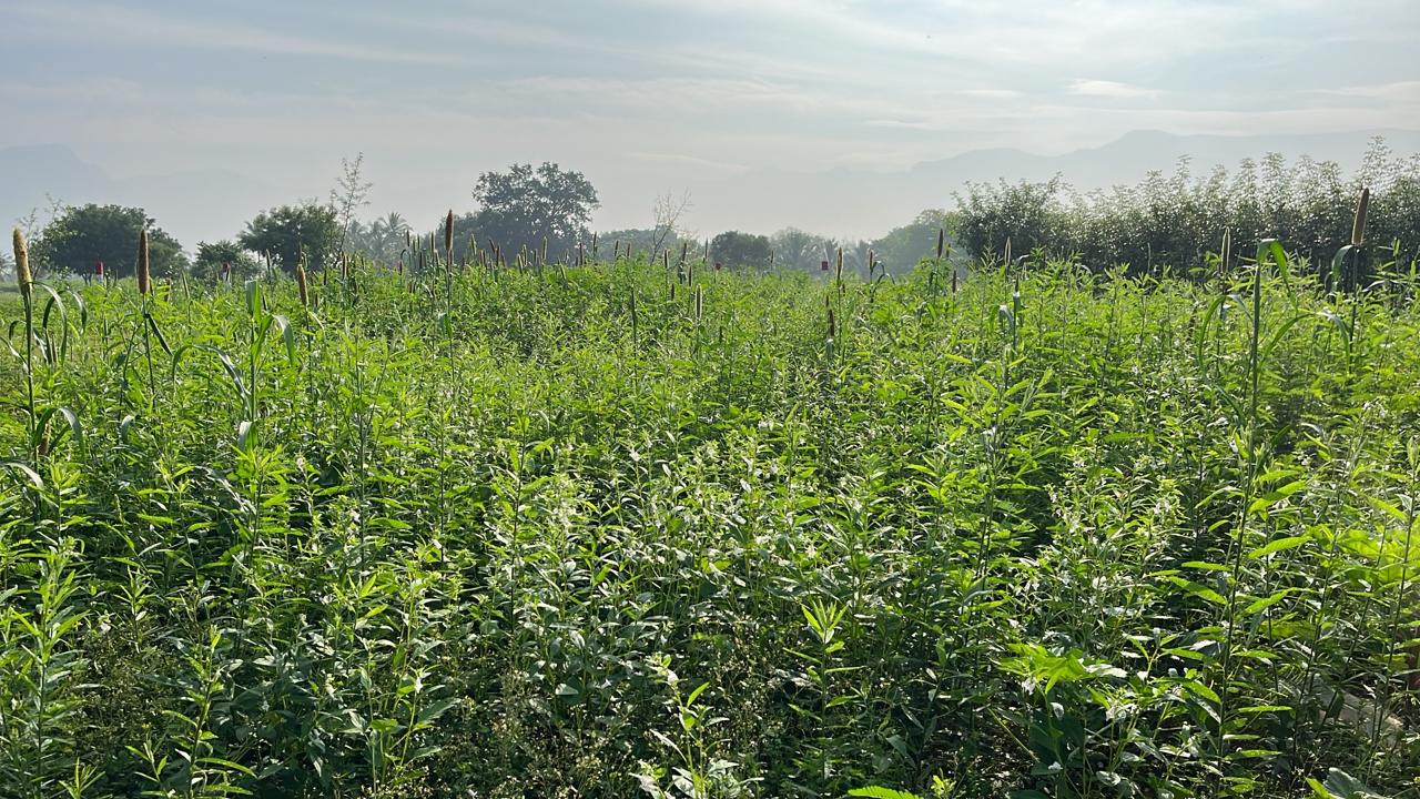 Multi Millet Seeds ( பல தானிய விதைப்பு )